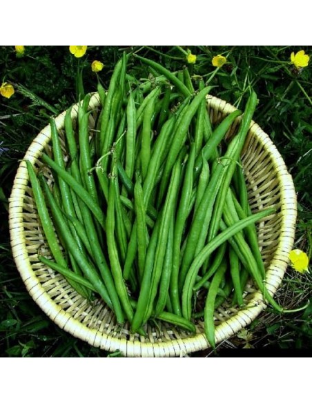 Haricot nain Fin de Bagnols