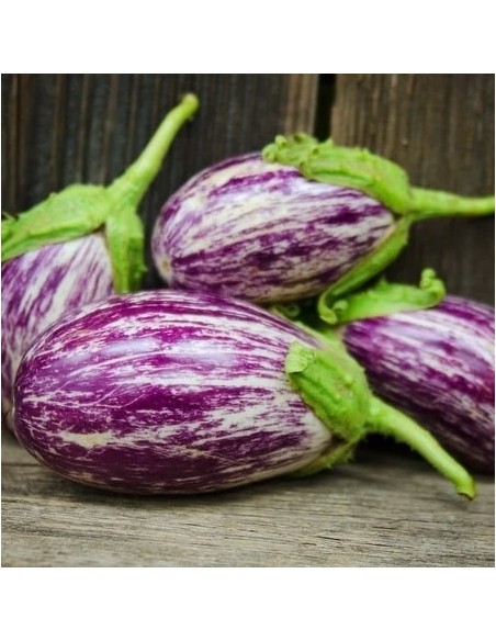 Graines Aubergine Listada de Gandia