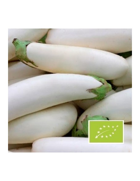 Aubergine Bianca BIO