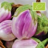 Aubergine 'Rosa Bianica'