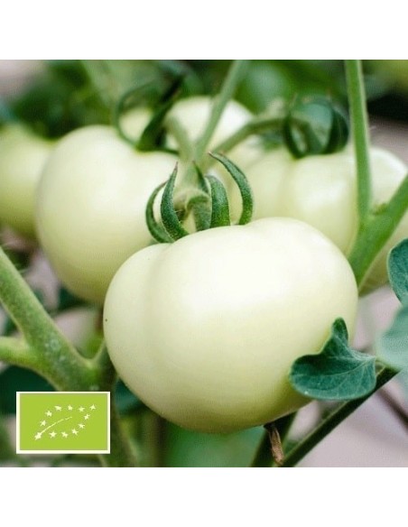 Tomate White Beauty (tomate ancienne)