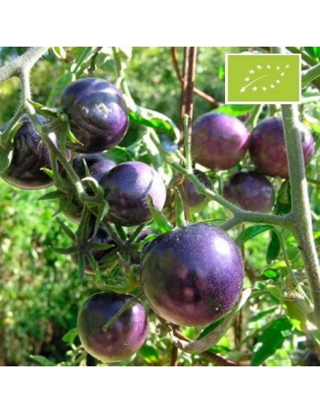 Tomate Bosque Blue BIO (Tomate cerise)