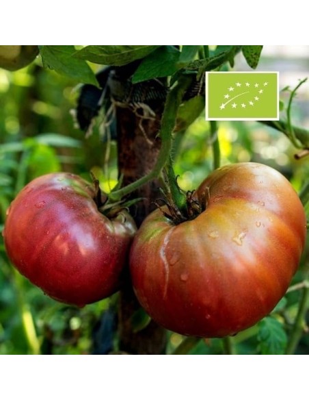 Tomate Noire Russe BIO