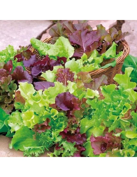 Mesclun doux sans roquette