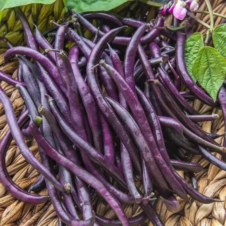 Légumes-Nain Haricot Purple Queen 90 graines Gratuit P & p *