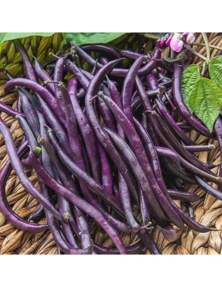 Graines Haricot vert nain Purple Queen