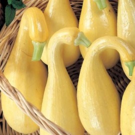 Courgette Early Summer Crookneck (Courgette jaune)