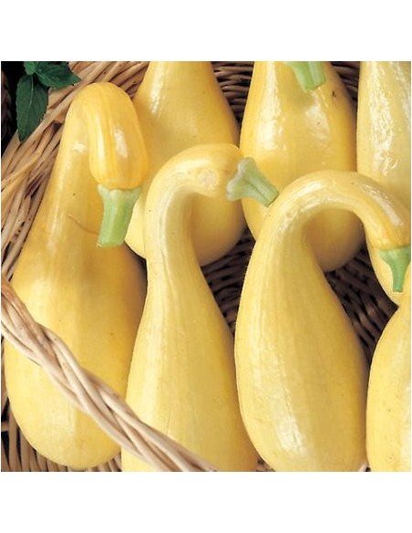 Courgette 'Early Summer Crookneck'