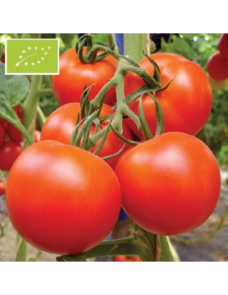 Graines Tomate Royale des Guineaux