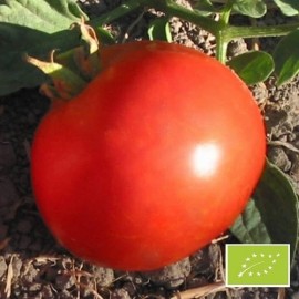 Graines Tomate Royale des Guineaux