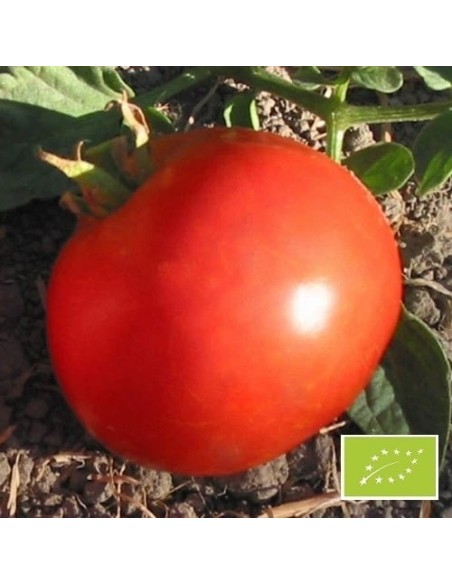 Graines Tomate Royale des Guineaux