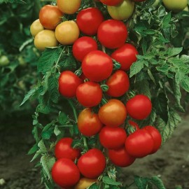 Variété Marmande BIO 30 Graines/Seeds Tomate Rouge Ancienne 