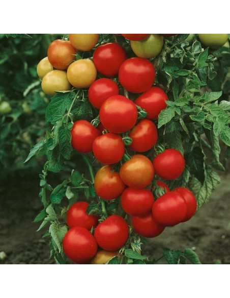 Tomate Money Maker (tomate ancienne)