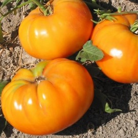 Tomate Amana Orange (tomate ancienne)