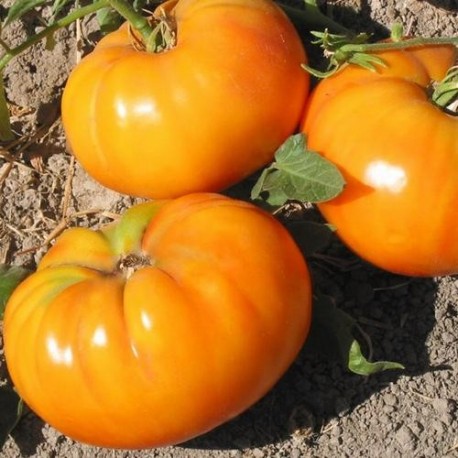 Tomate 'Amana Orange'