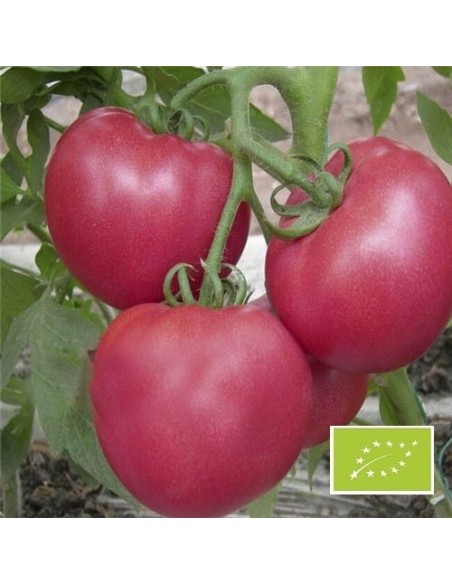 Tomate Russe rose BIO