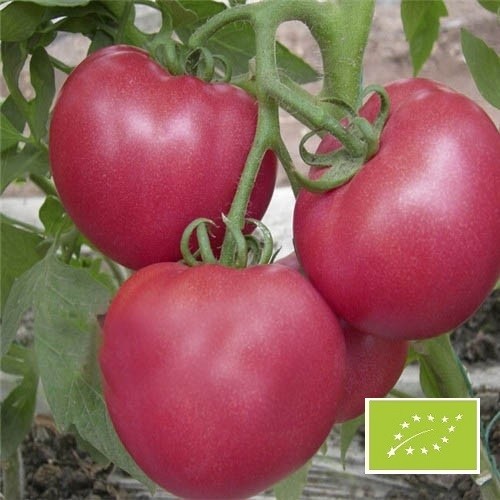 Graines de tomate 50-Géant Rose italien-Heirloom