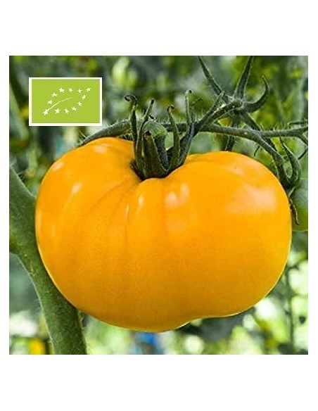 Tomate Russe jaune BIO