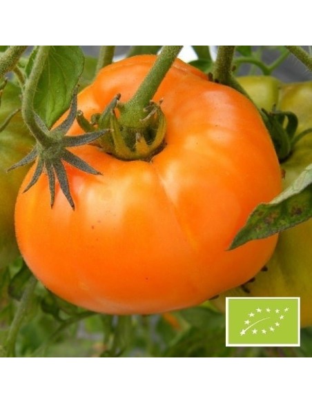 Tomate Russian Persimmon BIO