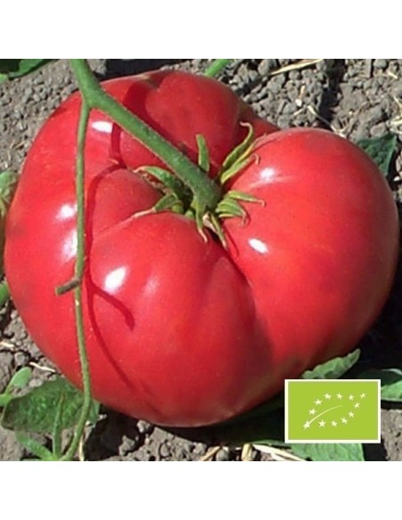 Tomate Grégory Altaï BIO