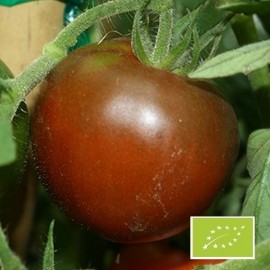 Tomate Black Prince BIO (tomate ancienne)