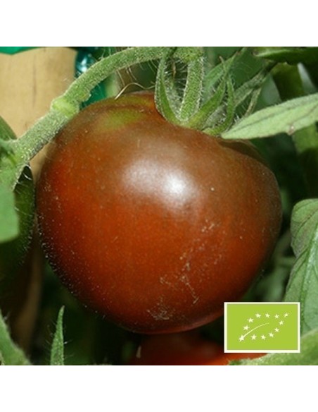 Tomate Black Prince BIO (tomate ancienne)