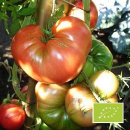 Tomate Russe rouge BIO