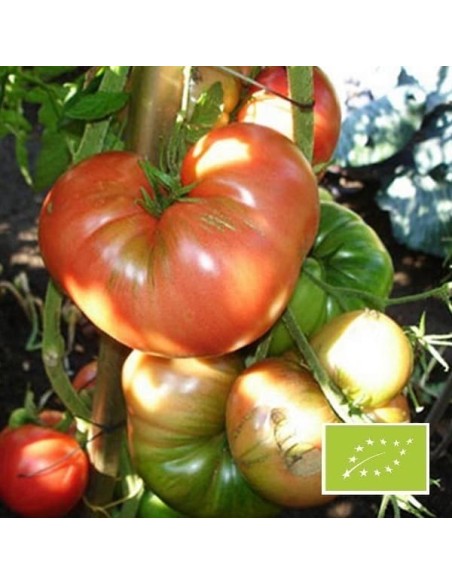 Tomate Russe rouge BIO