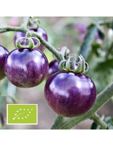 Tomate Blue Pitts BIO (Tomate cerise)