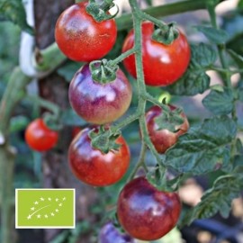 Tomate Blue Pitts BIO (Tomate cerise)