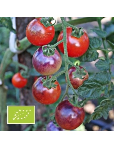 Tomate Blue Pitts BIO (Tomate cerise)