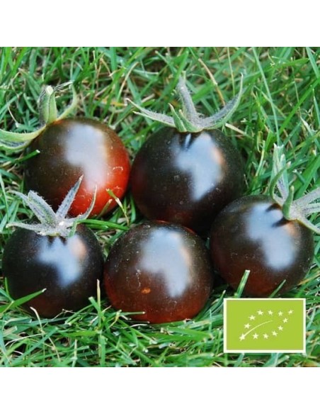 Tomate Blue Streak BIO