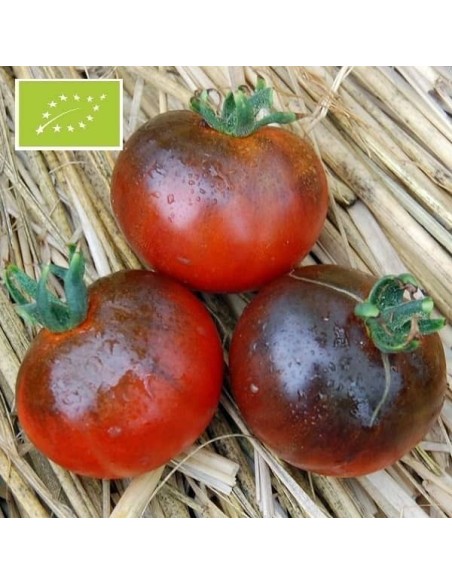 Tomate Blue Streak BIO