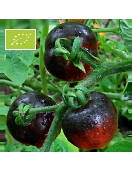 Tomate Alki Blue Blood BIO