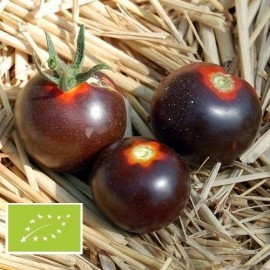 Tomate Alki Blue Blood BIO