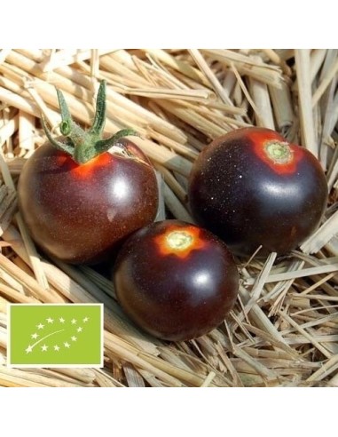 Tomate Alki Blue Blood BIO
