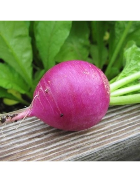 Radis Purple Plum