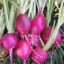 Radis Purple Plum