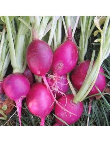Radis Purple Plum