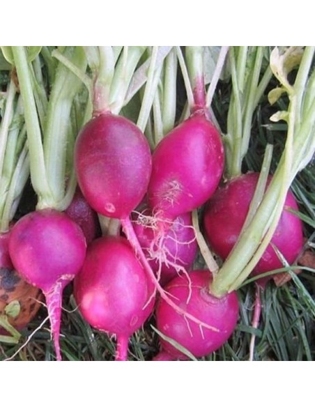 Radis Purple Plum