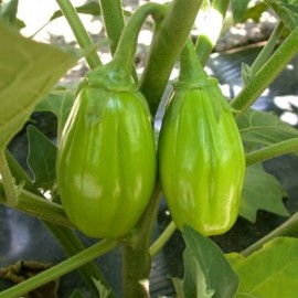 Jiló Comprido Verde Claro (aubergine africaine)