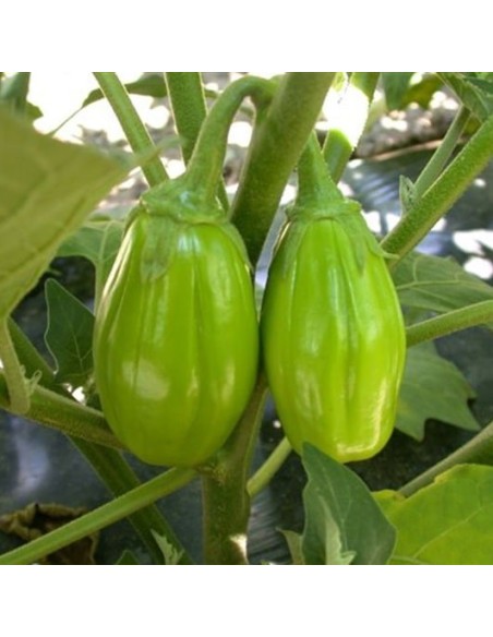 Jilo Comprido Verde Claro (aubergine africaine, Gilo, jiló))