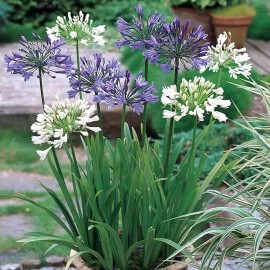 Agapanthe MIX