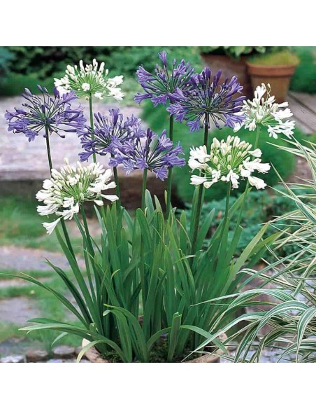 Agapanthe MIX
