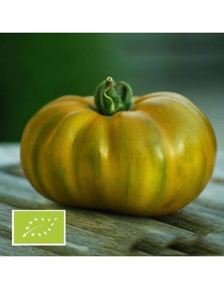 Tomate Evergreen BIO (tomate ancienne)
