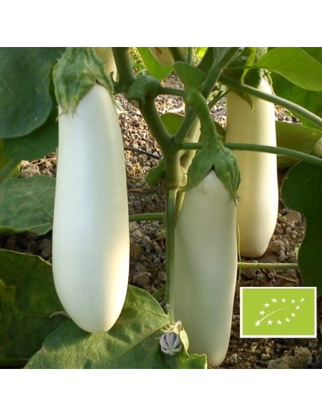 Aubergine Dourga BIO