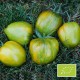 Tomate Green Bell Pepper BIO (tomate ancienne)