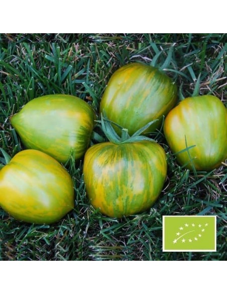 Tomate Green Bell Pepper BIO (tomate ancienne)