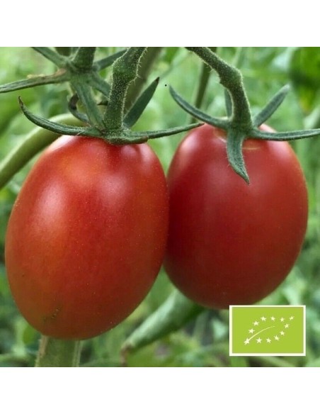 Tomate Olirose de Saint Domingue (Tomate cocktail)