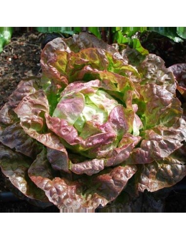 Kit futé  - Mon potager facile